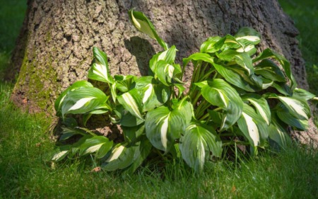 Common Mistakes to Avoid with Hostas: A Comprehensive Guide