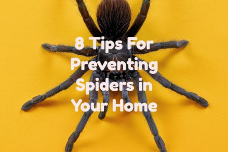 Attracting Spiders: Understanding and Preventing Spider Infestations in Your Home