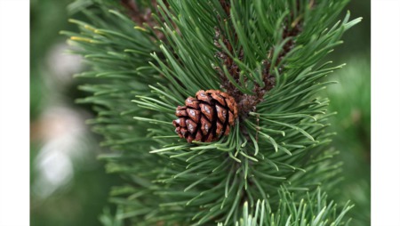 Uncovering the Hidden Pitfalls of Pine Needle Mulch for Your Lawn